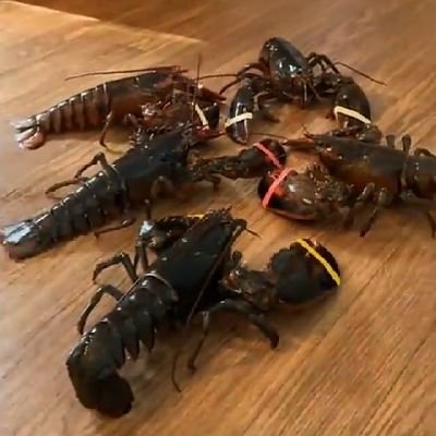 Chofemaster1's profile picture. I indulge in the consoomtion of critical media.