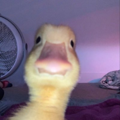 MeWebme12's profile picture. 