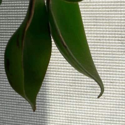 I, Leaf Profile