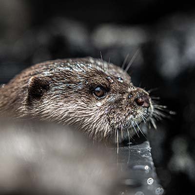 uchikawaphoto's profile picture. まったり急がず焦らず水族館や動物園で写真を撮って投稿してます。最近はその他様々なところでも撮影してます。写真画像の無断転載・WM切取はお止めください。個別問い合わせはDMよりどうぞ。