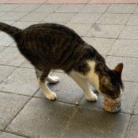 BinBin (@binbinlin9487) 's Twitter Profile