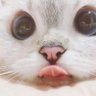 JesseWekken's profile picture. Learning the way off crypto $FLOKI $TOKEN $CAT $RIO $RNDR $TRIAS $WTK $VRA $MCADE
