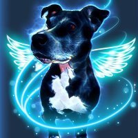 Thefafi (@pawansaharan71) 's Twitter Profile