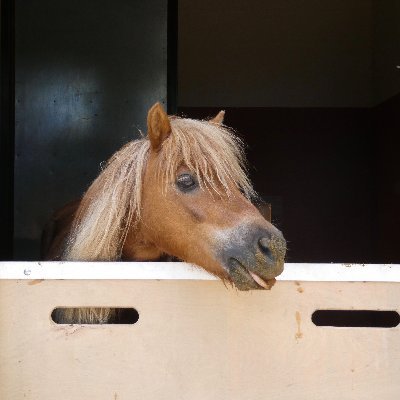 Veterinary Practice Group treating animals across Norfolk and Suffolk