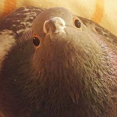 Шульга🇺🇦さんのプロフィール画像