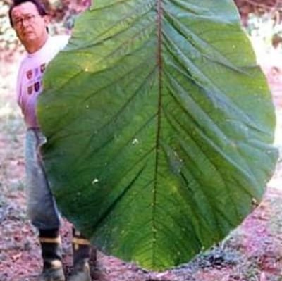 Somos la gente de los ríos, de las montañas, de los igarapes, de las sábanas, lavrados y bosques de Amazonas, pero también de los mangleros y pescadores del mar
