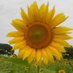 P'kwi Farmer to Farmer Cooperative (@cooperative_p) Twitter profile photo P'kwi Farmer to Farmer Cooperative (@cooperative_p) Twitter profile photo