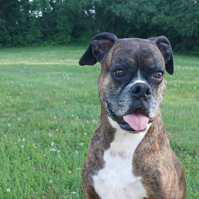 DallasFan5713's profile picture. Mom, Wife,Teacher, Boxer lover❤️-Neurofibromas (NF1) warrior and breast cancer survivor.#