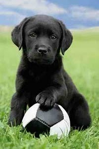 You want puppies we got 'em , you want football scores, they got 'em. This is Puppy Predicts. http://t.co/7oGBuM6zVo