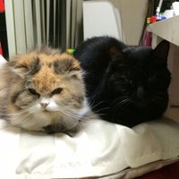 ニャンコズ (@vmuvnbgzn323qdu) Twitter profile photo