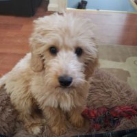 Devin Dickson (@bricks2295) 's Twitter Profile