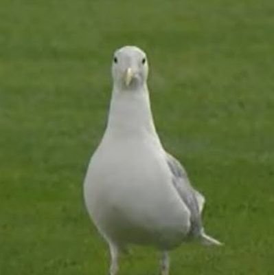 edamame_soup's profile picture. 
