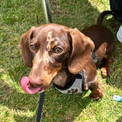 Audrey the Dachshund 🐾 🦴