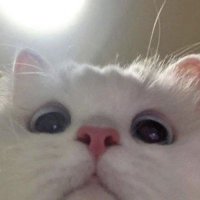 Belinç Arkın (@nbelinc) Twitter profile photo