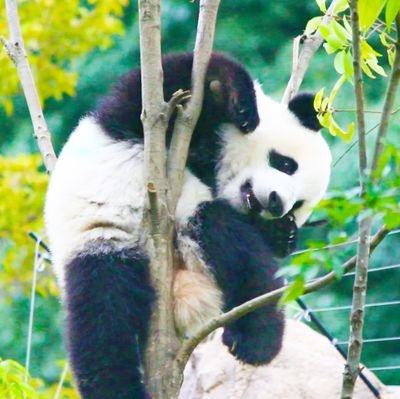 pandaxiaolei's profile picture. 今日の #シャオシャオ & #レイレイ ☆☆☆他#シャンシャン、#シンシン、#リーリー／#楓浜、#結浜、#彩浜、#良浜、#桜浜、#桃浜／☆☆☆上野動物園&全国の動物園に通う日々