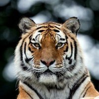 Tiger Rajiv (@tigerrajeev007) 's Twitter Profile