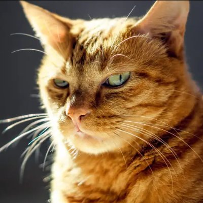 TPWebb69's profile picture. 🇬🇧 🇸🇪 🇺🇦