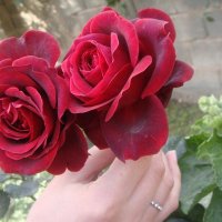 Alia 🇸🇦 (@alia_a44) Twitter profile photo