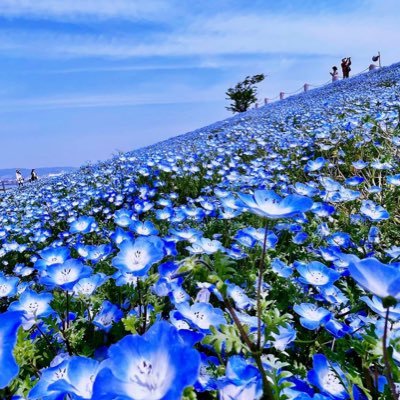 chichirururun's profile picture. MWしてましたが、パワハラ院長からの圧で鬱→双極性障害 現在クリニック勤務。同じ境遇の方繋がりたいです^ ^ #双極性障害#チック症