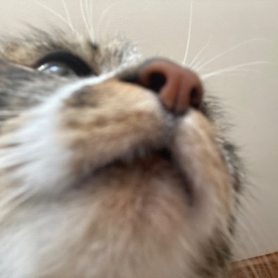 I have a cat and I have music software. that’s all