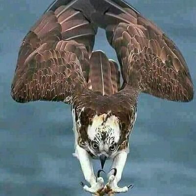 yitayiheyob's profile picture. Doodag