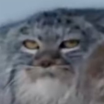 chill_chakib's profile picture. 