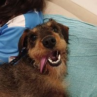 Pet (@botijo92) 's Twitter Profile