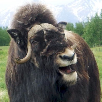 I’m a Muskox.