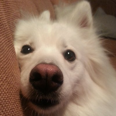 thecubanmissile's profile picture. 