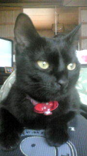 pichikawa401's profile picture. 艦これとアニメとウイスキーが好きです。