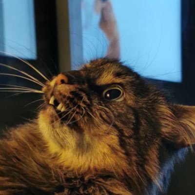 CougnonDorian1's profile picture. 