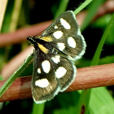 Senior Ecologist at Butterfly Conservation. Also fascinated by other insects & bryophytes. I don't have any opinions, but if I did they'd be my own.