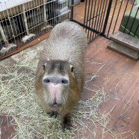 カピバラの僕(しもべ)(@servantcapybara) 's Twitter Profileg