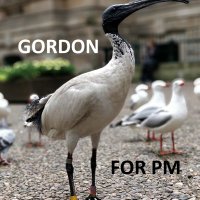 Gordon the Ibis for PM(@LykDj) 's Twitter Profile Photo