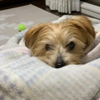 ytomo (@adb39ws37nbl4aa) 's Twitter Profile