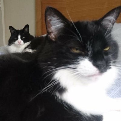 My very old account. Useful to avoid politics, Brexit and other bleeps. I may use this one for science. Cats are Meg and Gracie, mistresses of all they survey.