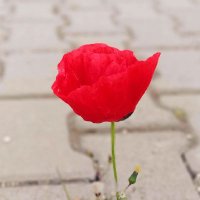 Berivanbym (@berivanbym) Twitter profile photo