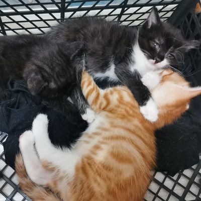 intesirgabber's profile picture. 