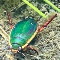 gengoro5 (@altopy) 's Twitter Profile