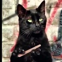 BooBooKittyFuzzyBritches (@boobookittyfb) 's Twitter Profile