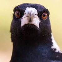 MagpieMedia (@magpiemediaoz) 's Twitter Profile Photo