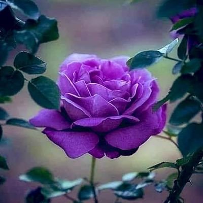 اللهم لك الحمد حتى ترضى 🍃💐