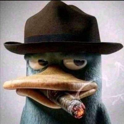 Just_Malu's profile picture. Bio for who?