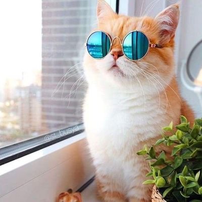 dosa144144's profile picture. 