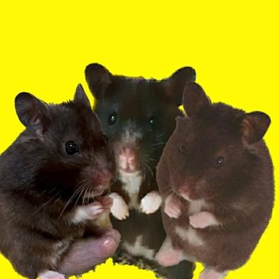 azu__710's profile picture. 我が家のハムハムLIFEを綴ってるのでどうぞご覧下さいませ(๑•̀ᴗ- )✨
🐹クロクマ(あずき♀R3.1.18~1歳9ヶ月🌈)♡👩お主(♀介護士26歳)
🐹2匹:♂クロクマ独立中(おはぎ･こむぎ:R03.9.16~🌈)🐹