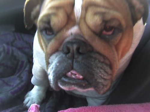 jasonglad's profile picture. 