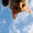 marr_share's profile image