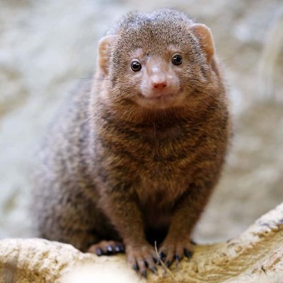 Be_The_Mongoose Profile Picture