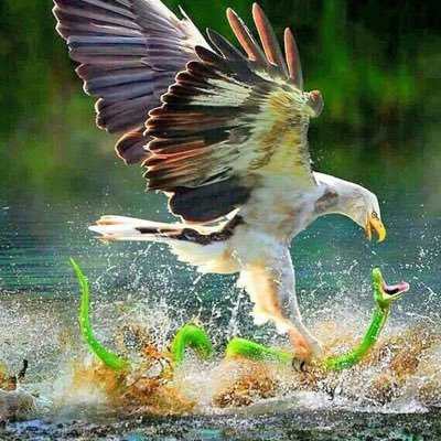 mupwela's profile picture. FILS DE DIEU, ÉVANGÉLISTE-MISSIONNAIRE, PORTEPAROLE DE LA BONNE NOUVELLE DE JÉSUS-CHRIST. ACTES 10:38 🦅| Tel: +243816366011