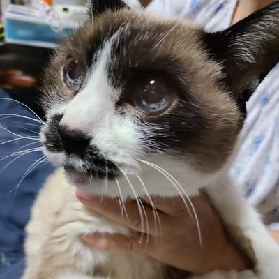 今年で26歳。シャムと雑種のハーフ🐈‍⬛元捨て猫だったルミオ(メス)産まれたてで保護され我が家へ🐈‍⬛つい先日視力がなくなってしまい、体調が少し悪いです。Instagram https://t.co/dnNYn1PMju